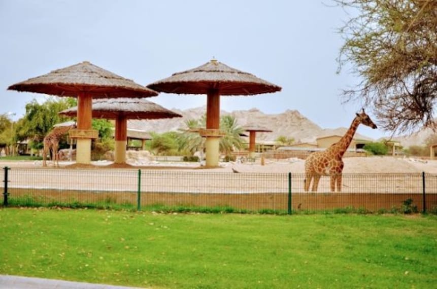 Al Ain Zoo-5